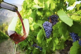 small-group-santorini-wine-tasting-and-vineyard-tour-in-santorini-146052