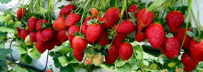 strawberry-picking-tour-info-01